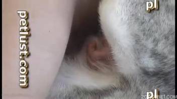 Sexy animal enthusiast and a husky enjoy incredible intercourse in the bedroom