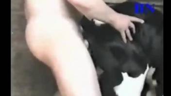 Cow