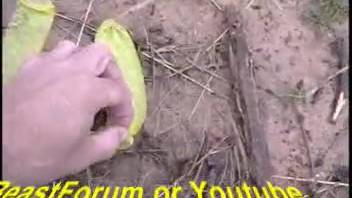 Pleasant to watch a female horse ejaculate a large amount of semen into a condom