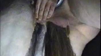 Guy banging a female horse's aroused cunt at night