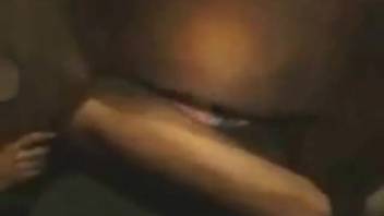 Well-endowed stallion pounding a young woman's snug vagina on camera