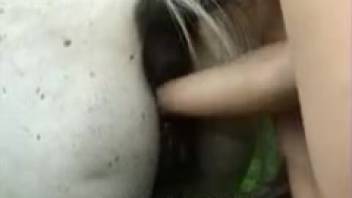 Thin harlots are enjoying a frenzied romp with the horse