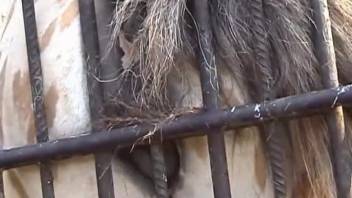 Female horse's vagina displayed intimately in a steamy adult film