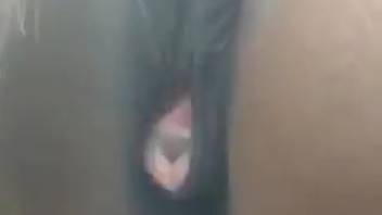 Female horse flaunting her appealing vagina on camera