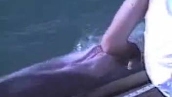 Alluring dolphin being gratified by a hotter animal lover