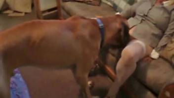 Blonde in stockings submissive to a perverted pooch